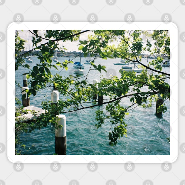 Harbour Haven: Sydney Dock Through Tree Branches Film Photo Sticker by HFGJewels